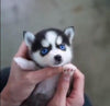 Image of 🔥 HOT SALE & Limited to 100 🔥Realistic Husky Dog Pomsky - Threads and Metal