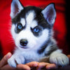 Image of 🔥 HOT SALE & Limited to 100 🔥Realistic Husky Dog Pomsky - Threads and Metal