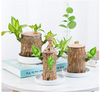 Image of Brazilwood Hydroponic Plants Groot Lucky Wood Potted - Threads and Metal