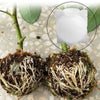 Image of Plant Root Growing Box