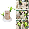 Image of Brazilwood Hydroponic Plants Groot Lucky Wood Potted - Threads and Metal
