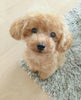Image of Realistic Teddy Dog Lucky - Threads and Metal 
