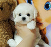 Image of Realistic Teddy Dog Lucky - Threads and Metal 