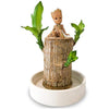 Image of Brazilwood Hydroponic Plants Groot Lucky Wood Potted - Threads and Metal 