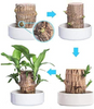 Image of Brazilwood Hydroponic Plants Groot Lucky Wood Potted - Threads and Metal 