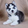 Image of 🔥 HOT SALE & Limited to 100 🔥Realistic Husky Dog Pomsky - Threads and Metal 