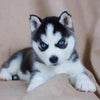 Image of 🔥 HOT SALE & Limited to 100 🔥Realistic Husky Dog Pomsky - Threads and Metal 
