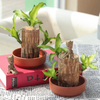 Image of Brazilwood Hydroponic Plants Groot Lucky Wood Potted - Threads and Metal 