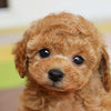 Image of Realistic Teddy Dog Lucky - Threads and Metal 
