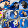 Image of PORTABLE PAW POOL