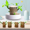 Image of Brazilwood Hydroponic Plants Groot Lucky Wood Potted - Threads and Metal 