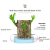 Image of Brazilwood Hydroponic Plants Groot Lucky Wood Potted - Threads and Metal 