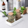 Image of Brazilwood Hydroponic Plants Groot Lucky Wood Potted - Threads and Metal 