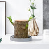 Image of Brazilwood Hydroponic Plants Groot Lucky Wood Potted - Threads and Metal 